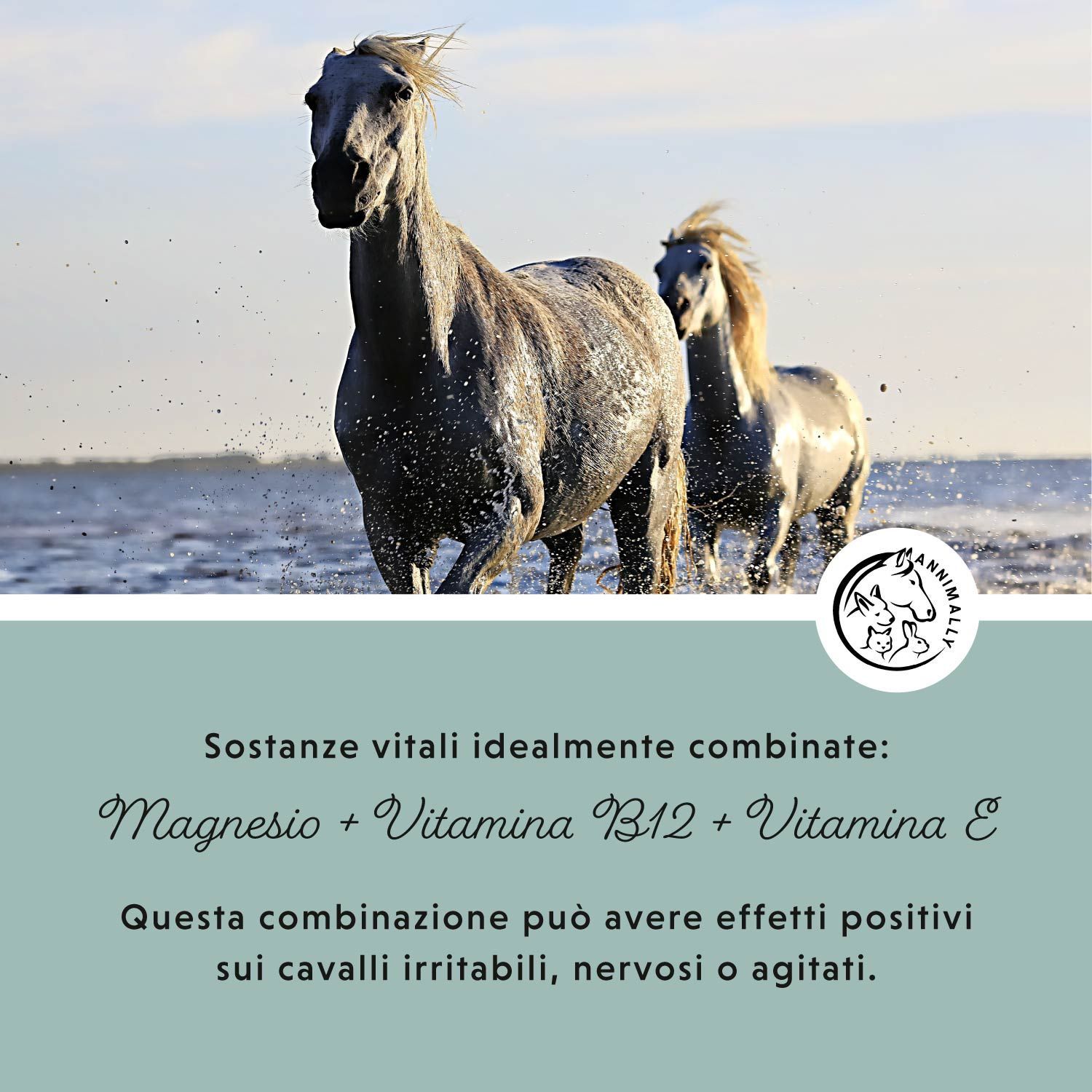Due cavalli corrono nell'acqua. Campo di testo con testo su magnesio, vitamina B12 & E. Logo con cavallo e coniglio.