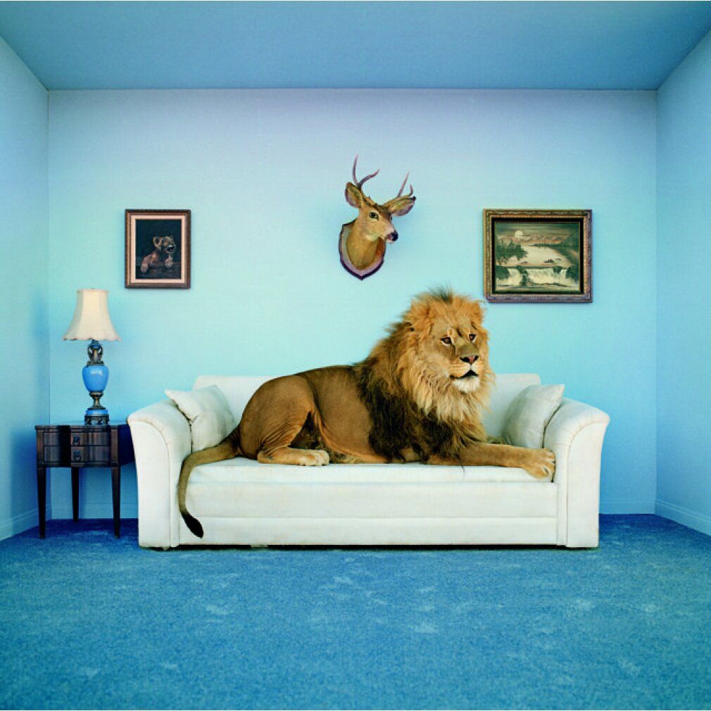 Un leone sdraiato su un divano bianco in una stanza blu. Quadri e una testa di cervo appesi al muro.