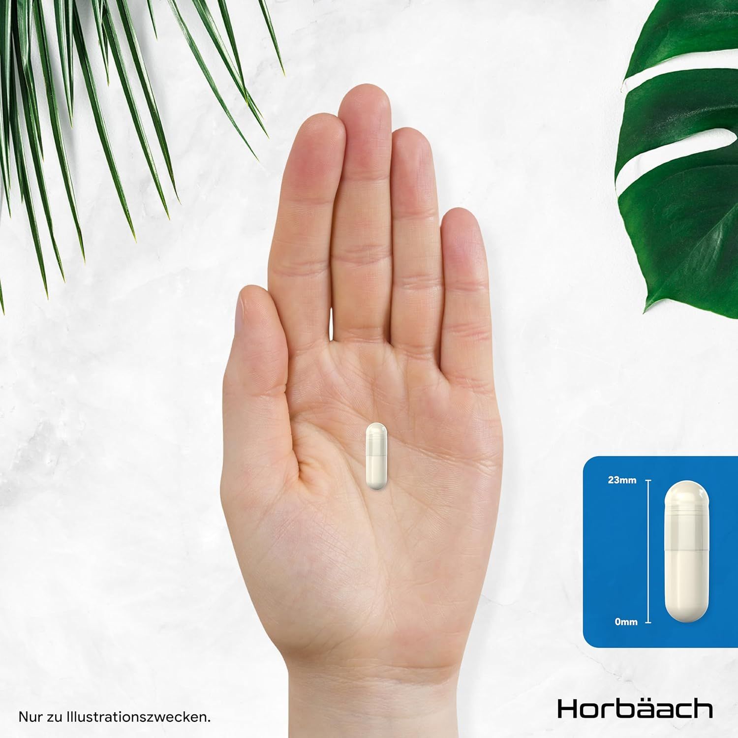 Una singola capsula oblunga color crema in una mano. Horbaach.