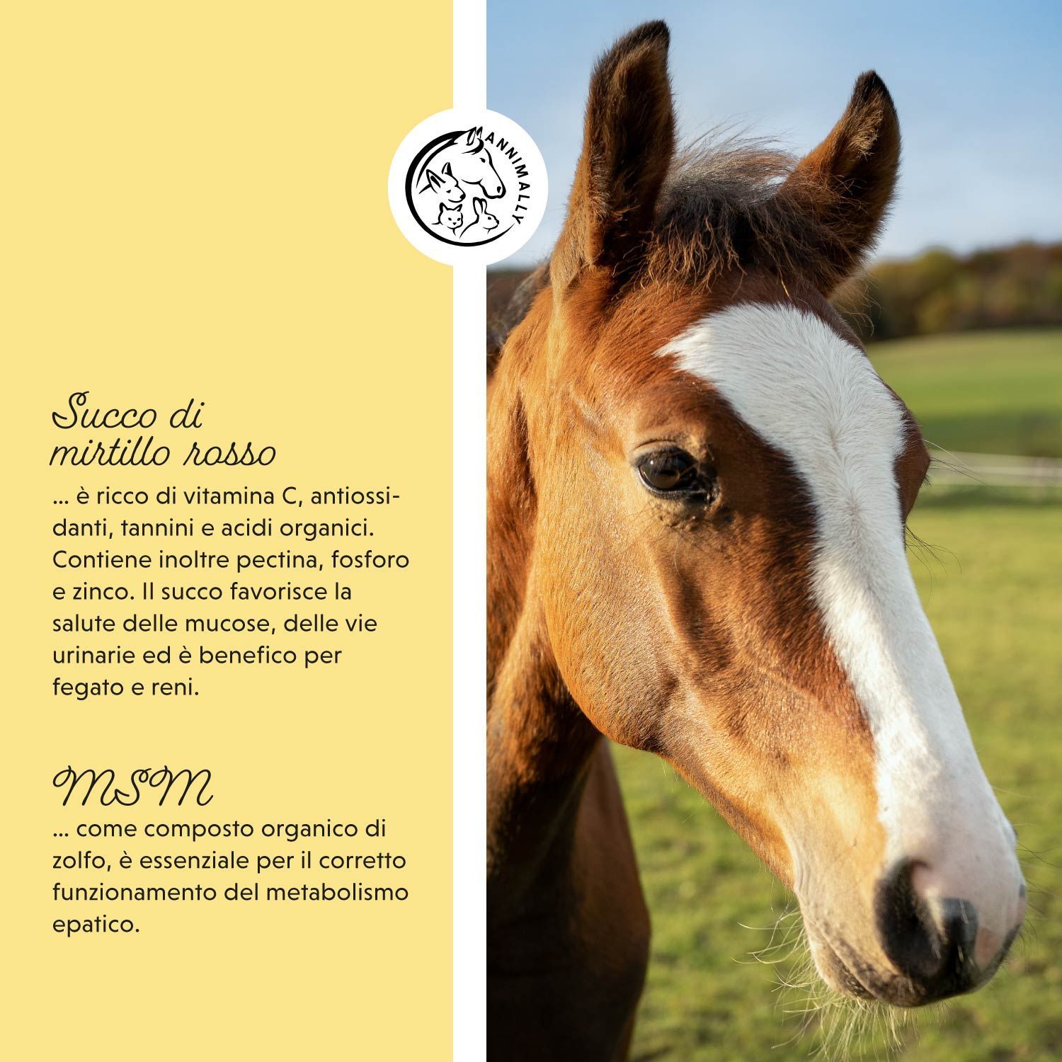 Testa di cavallo. Testo: Succo di mirtillo rosso... ricco di vitamina C, antiossidanti, tannini e acidi organici. MSM.