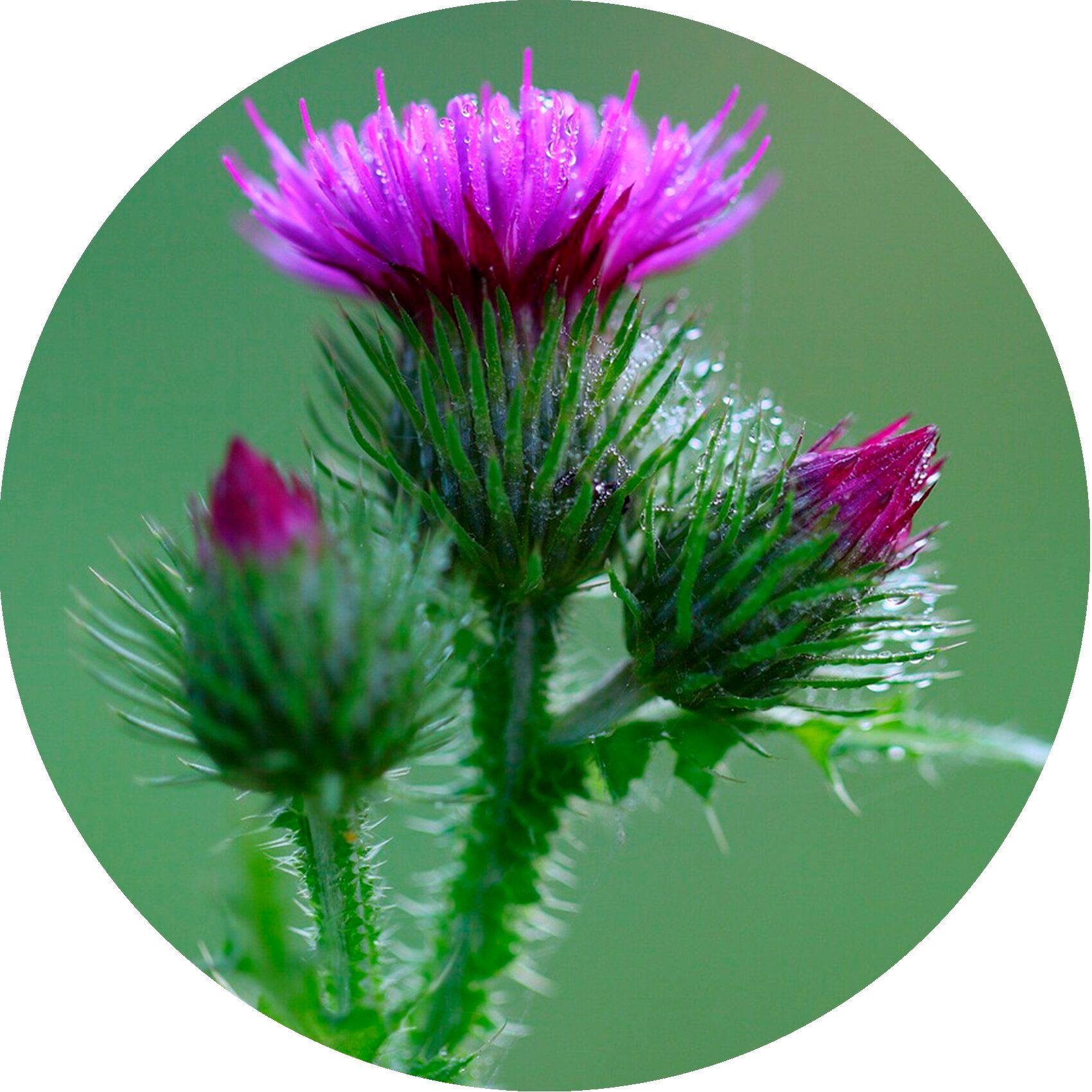 Un fiore di cardo viola con due boccioli, coperto di gocce di rugiada.