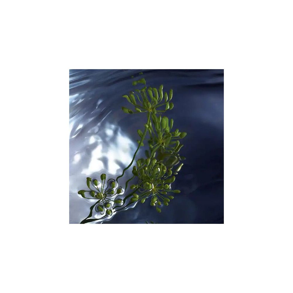 Pianta verde in acqua. Sfondo blu scuro.