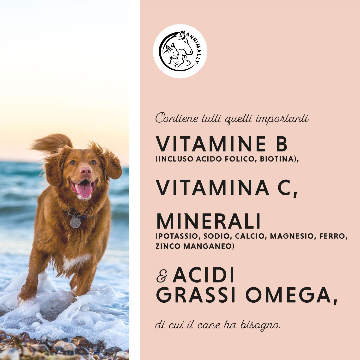 Cane sulla spiaggia. Testo: Contiene tutte le importanti vitamine B, vitamina C, minerali e acidi grassi omega.