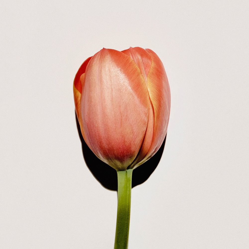 Un singolo tulipano arancione con stelo verde. Il fiore è parzialmente aperto.