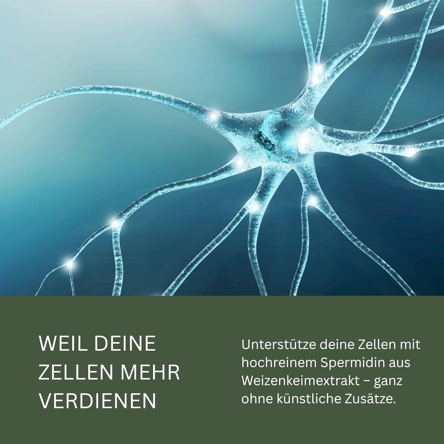 Cellula nervosa. Testo: Perché le tue cellule meritano di più. Testo sulla spermidina ad alta purezza senza additivi artificiali.