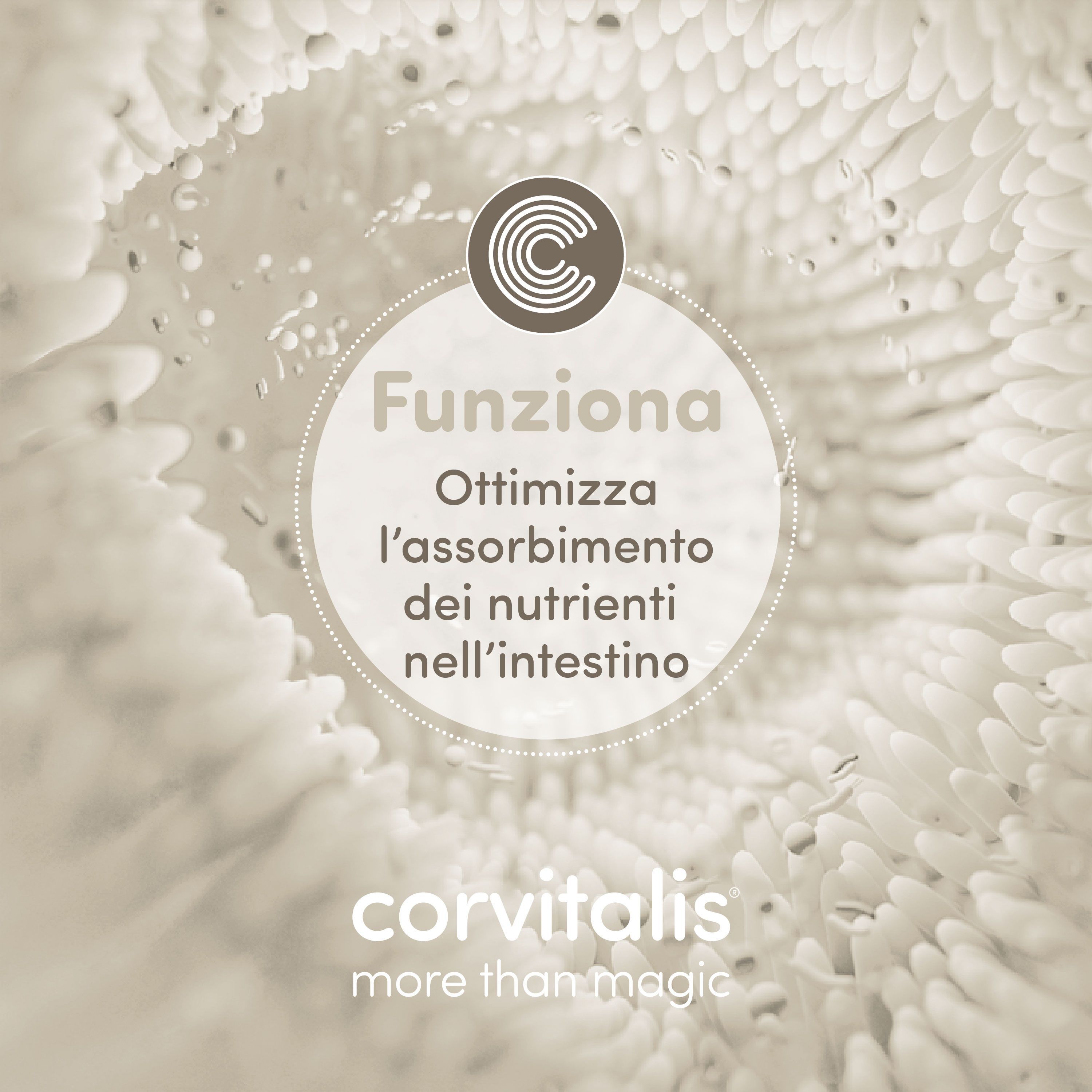 Rappresentazione astratta dell'intestino tenue con logo e testo Corvitalis.