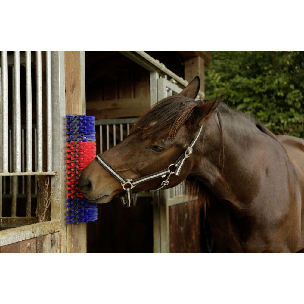 Spazzola per cavalli, bovini, capre, montata su un palo di legno. Setole rosse e blu. Cavallo con cavezza si strofina.