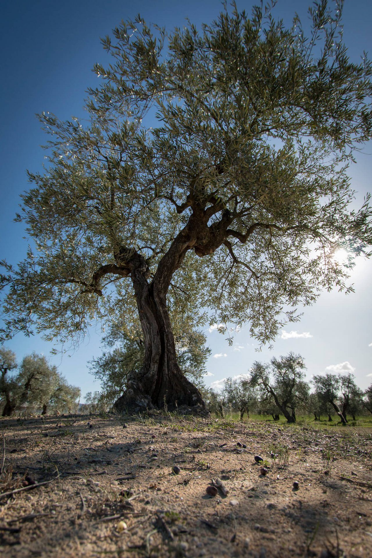 Terradiva olio extravergina di oliva biologico Con Brio