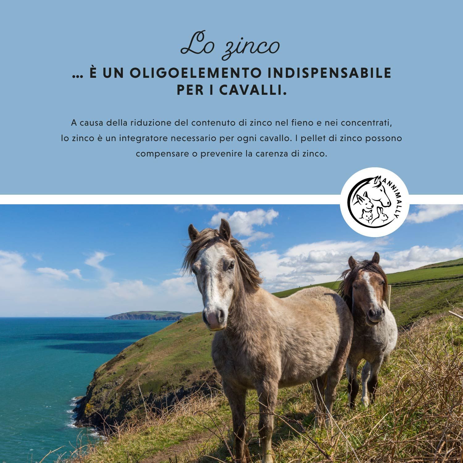 Due cavalli in un prato. Testo sullo zinco come oligoelemento per cavalli. Logo Annimally.