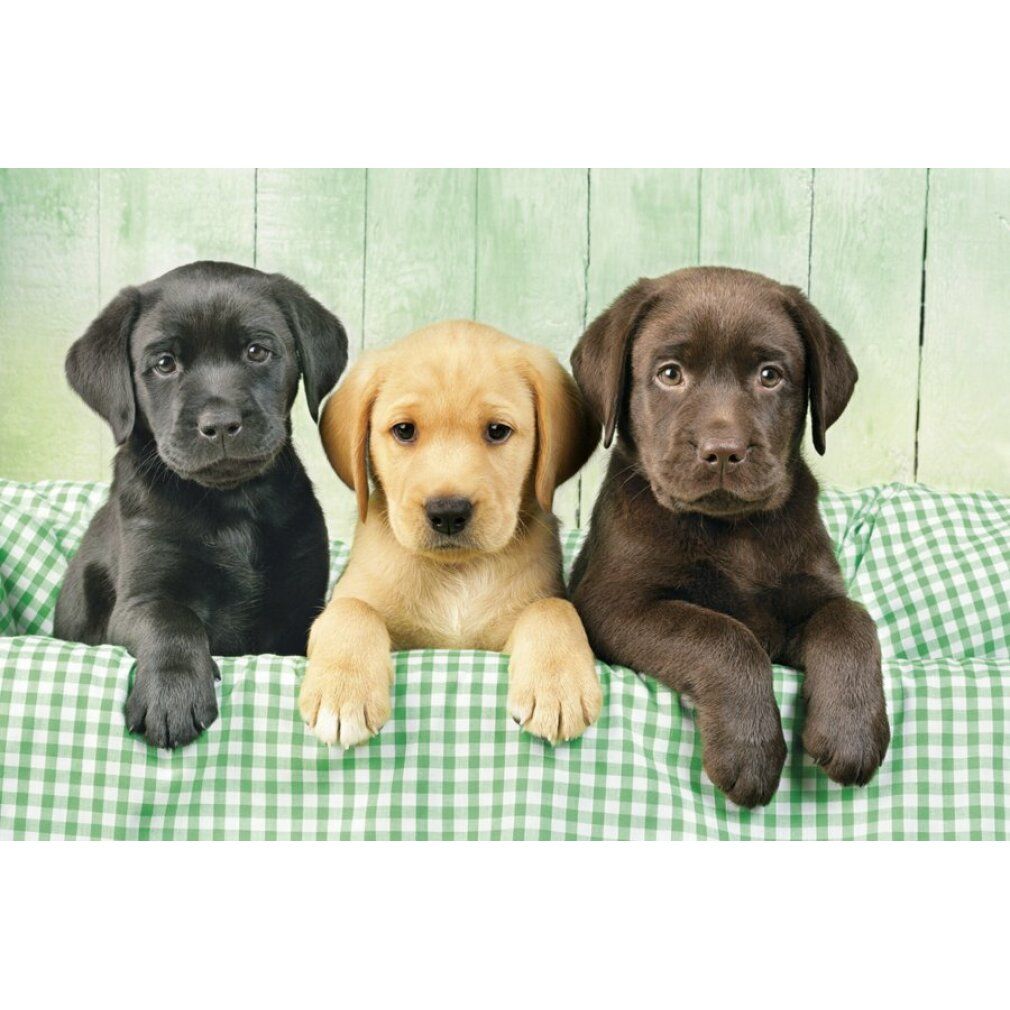Collezione di alta qualità - Puzzle da 1000 pezzi - Tre Labrador