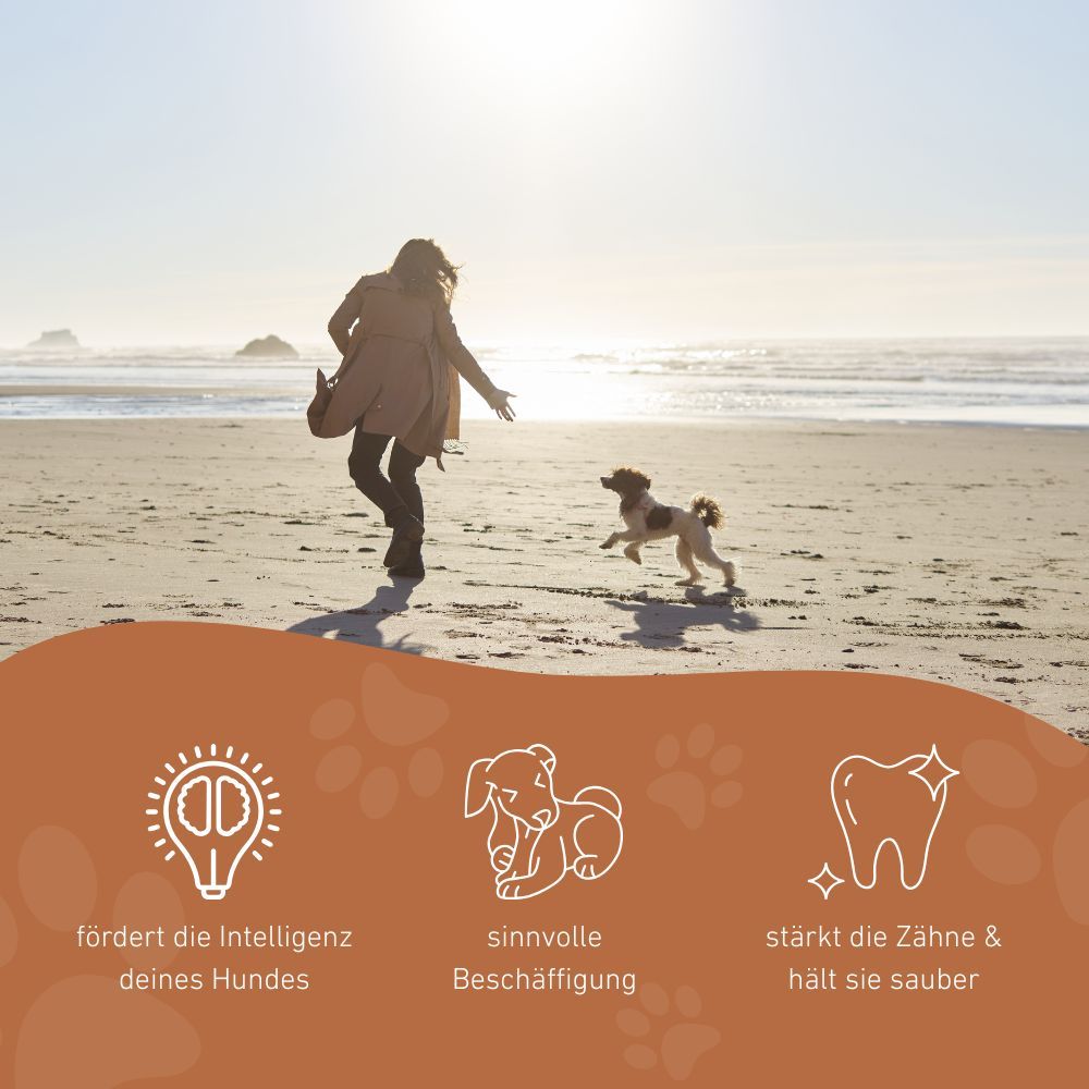 Persona che corre con un cane sulla spiaggia. Icone: promuovere l'intelligenza, occupazione utile, pulire i denti.