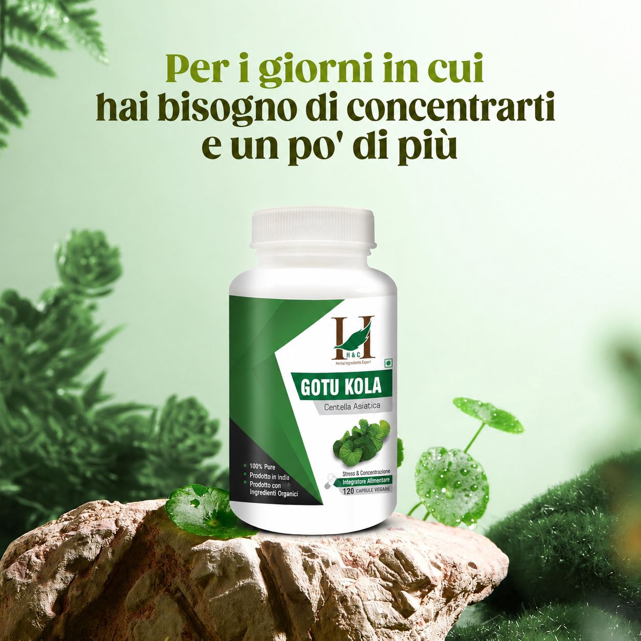 Capsule H&C Gotu Kola (Centella Asiatica)