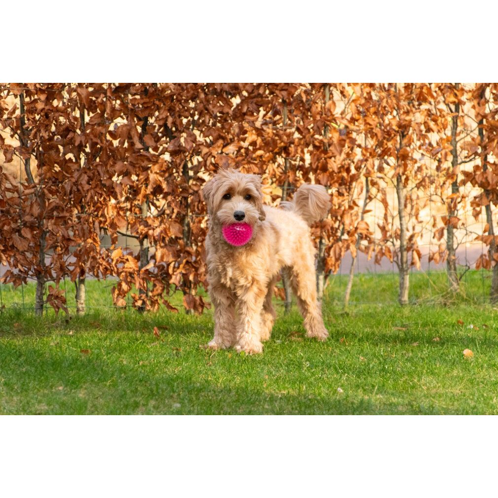 Cane con palla rosa in bocca, sull'erba. Sfondo: siepe marrone.