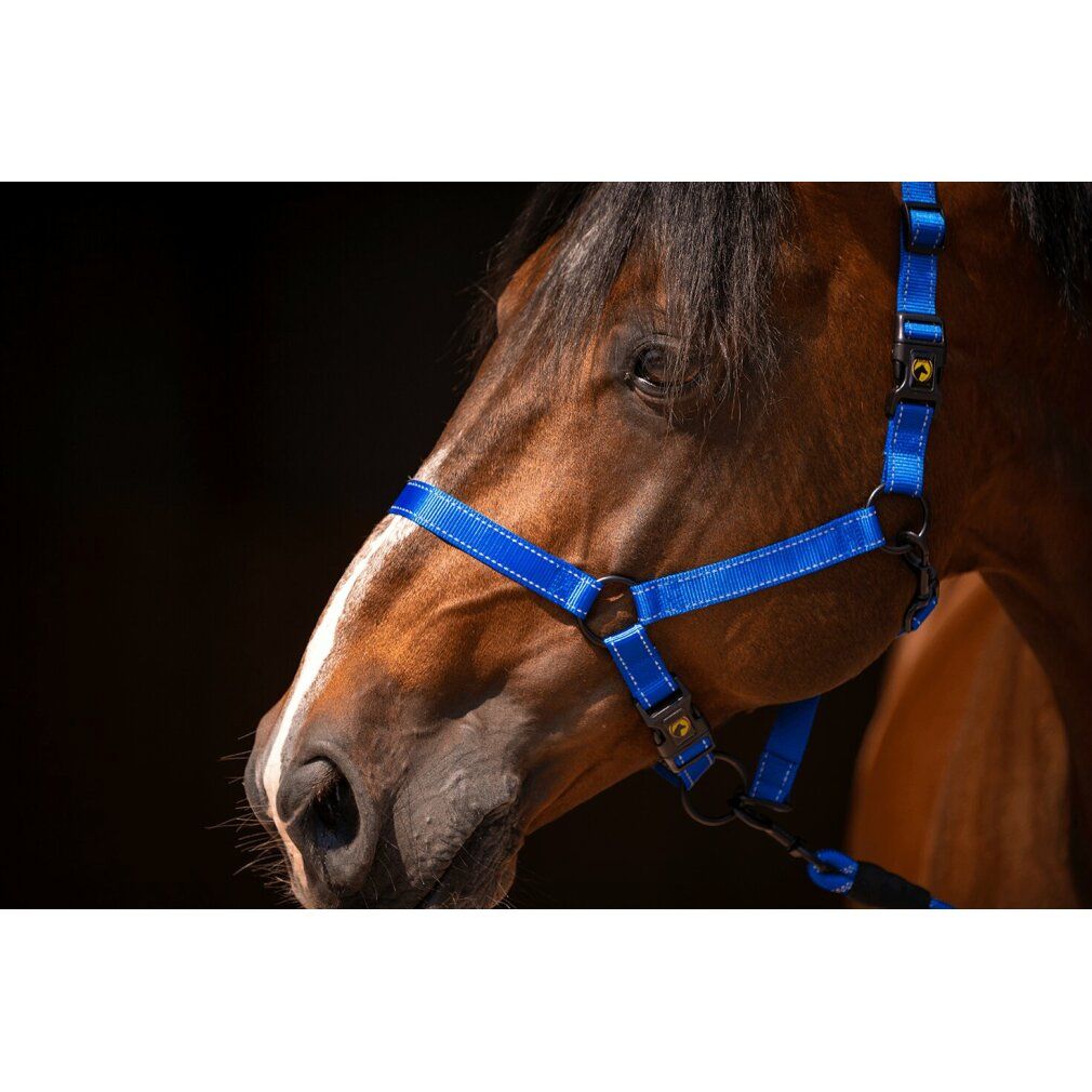 Cavezza blu su testa di cavallo. Anelli e chiusure neri. Logo visibile.