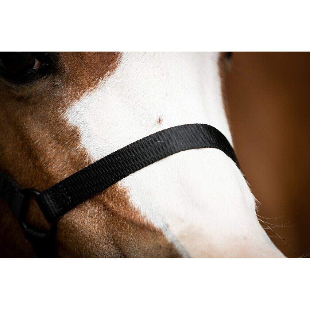 Cinghia nera per cavezza sulla testa del cavallo. Primo piano. Macchia bianca sulla fronte del cavallo.