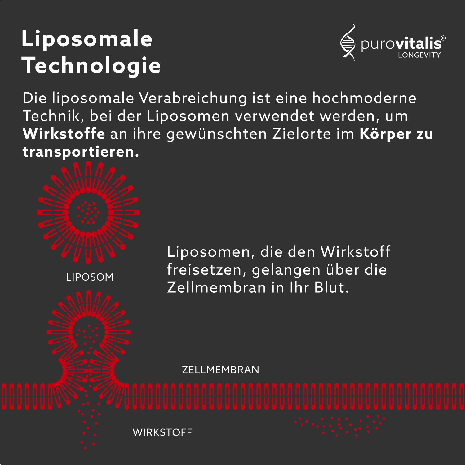 Rappresentazione grafica della tecnologia liposomiale. Mostra i liposomi e la membrana cellulare.