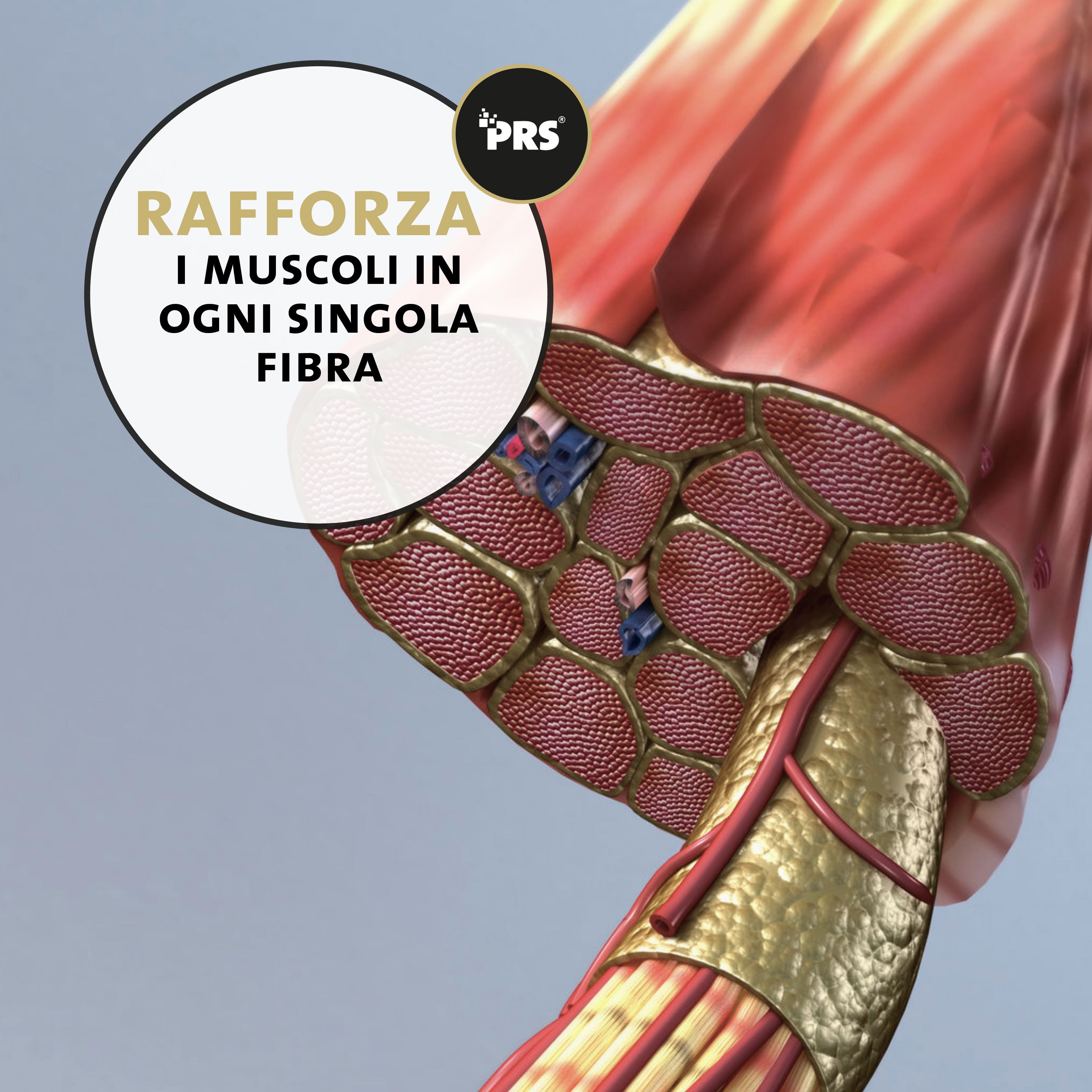 Illustrazione di fibre muscolari, cerchio "Rinforza i muscoli in ogni singola fibra".