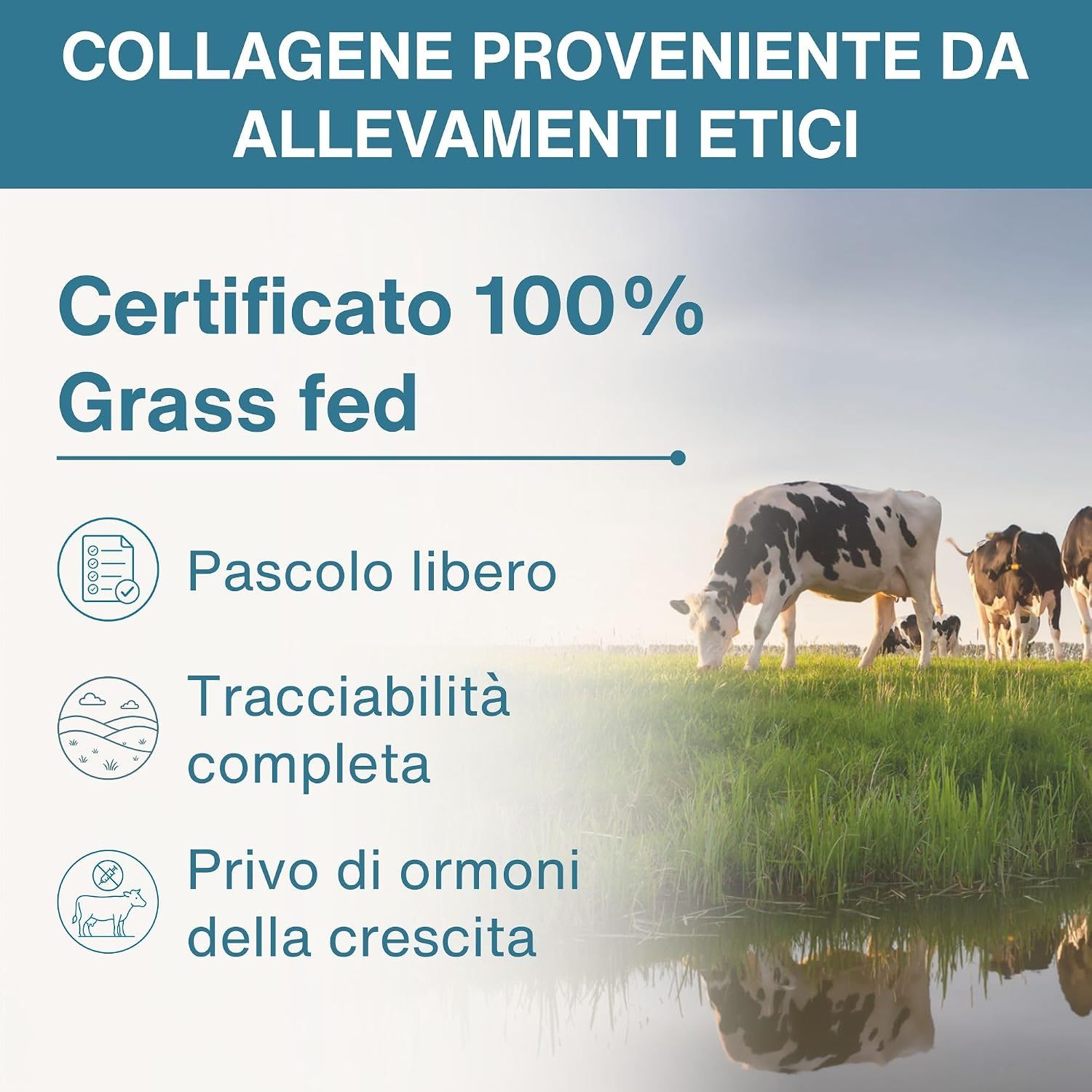 Polvere di collagene: senza glutine, soia, lattosio, aromi artificiali. Certificato GMP.