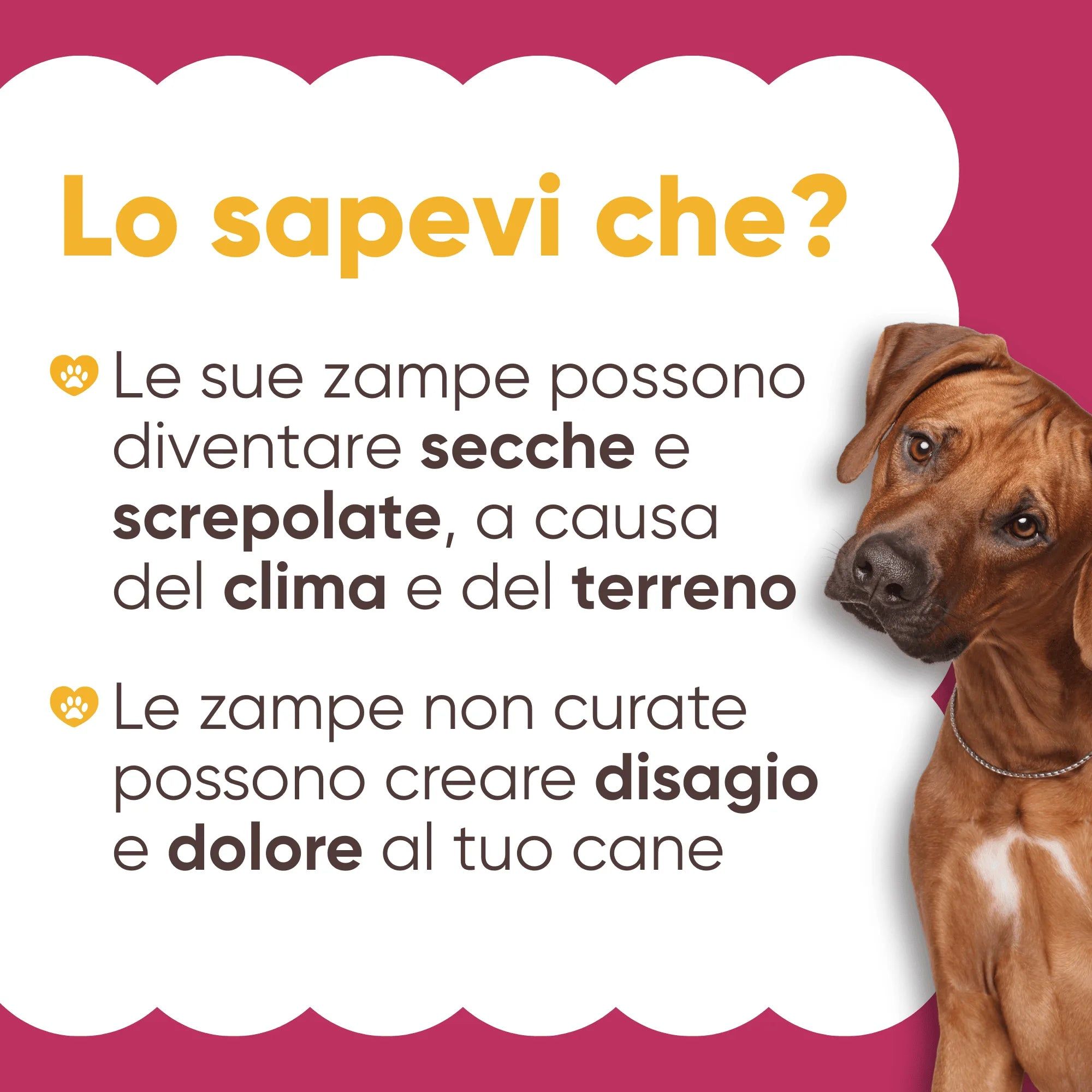Testo: Lo sapevi che? Le zampe possono diventare secche a causa del clima e del terreno. Le zampe non curate possono creare disagio e dolore.