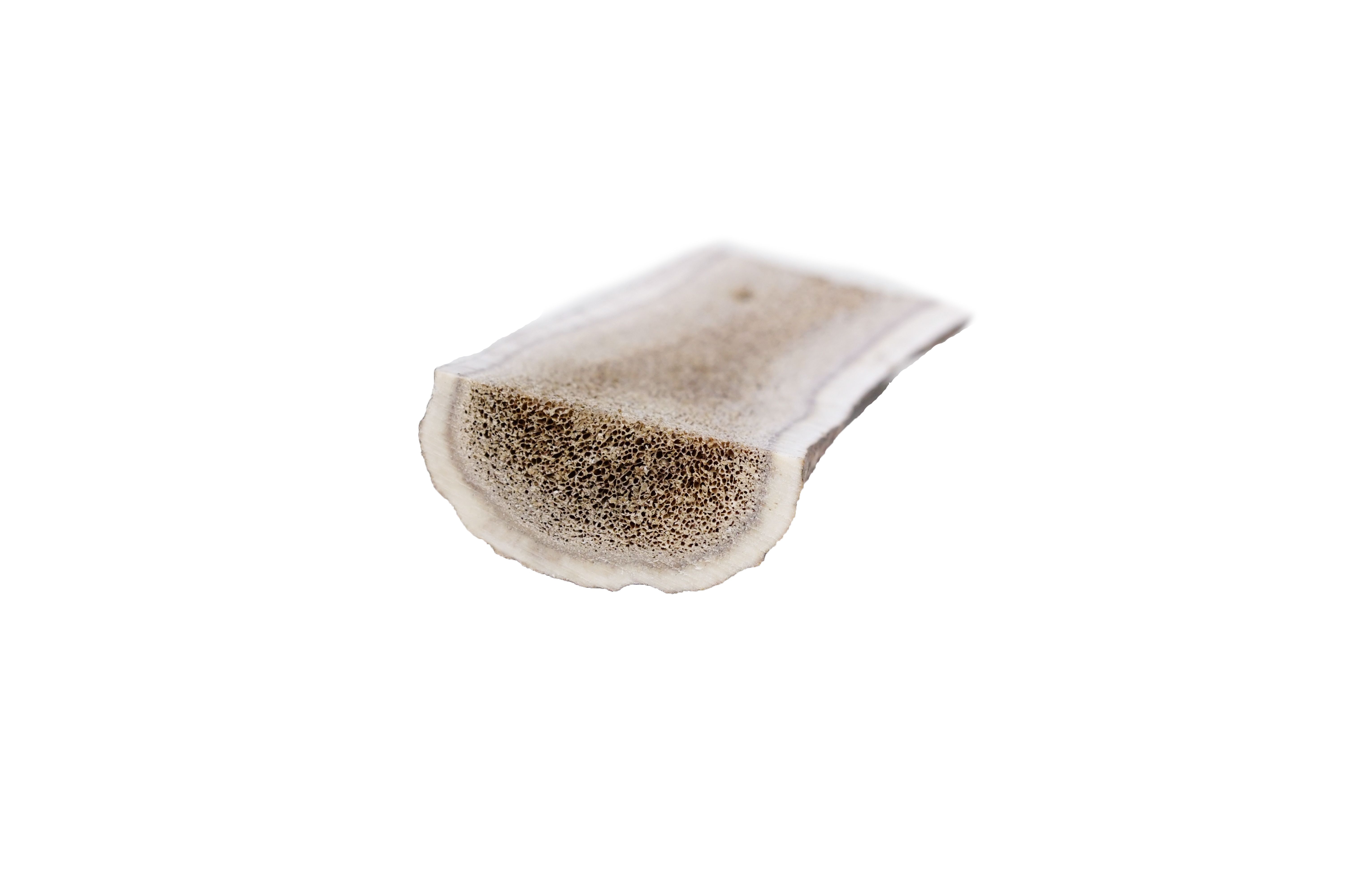 Pezzo di corno di cervo a metà. Colore beige-marrone, consistenza ruvida. Forma rettangolare con bordo arrotondato. Su sfondo bianco.
