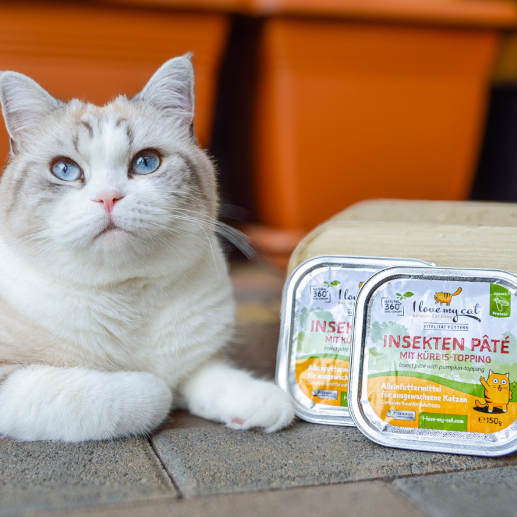 I love my cat Paté di insetti con topping di zucca