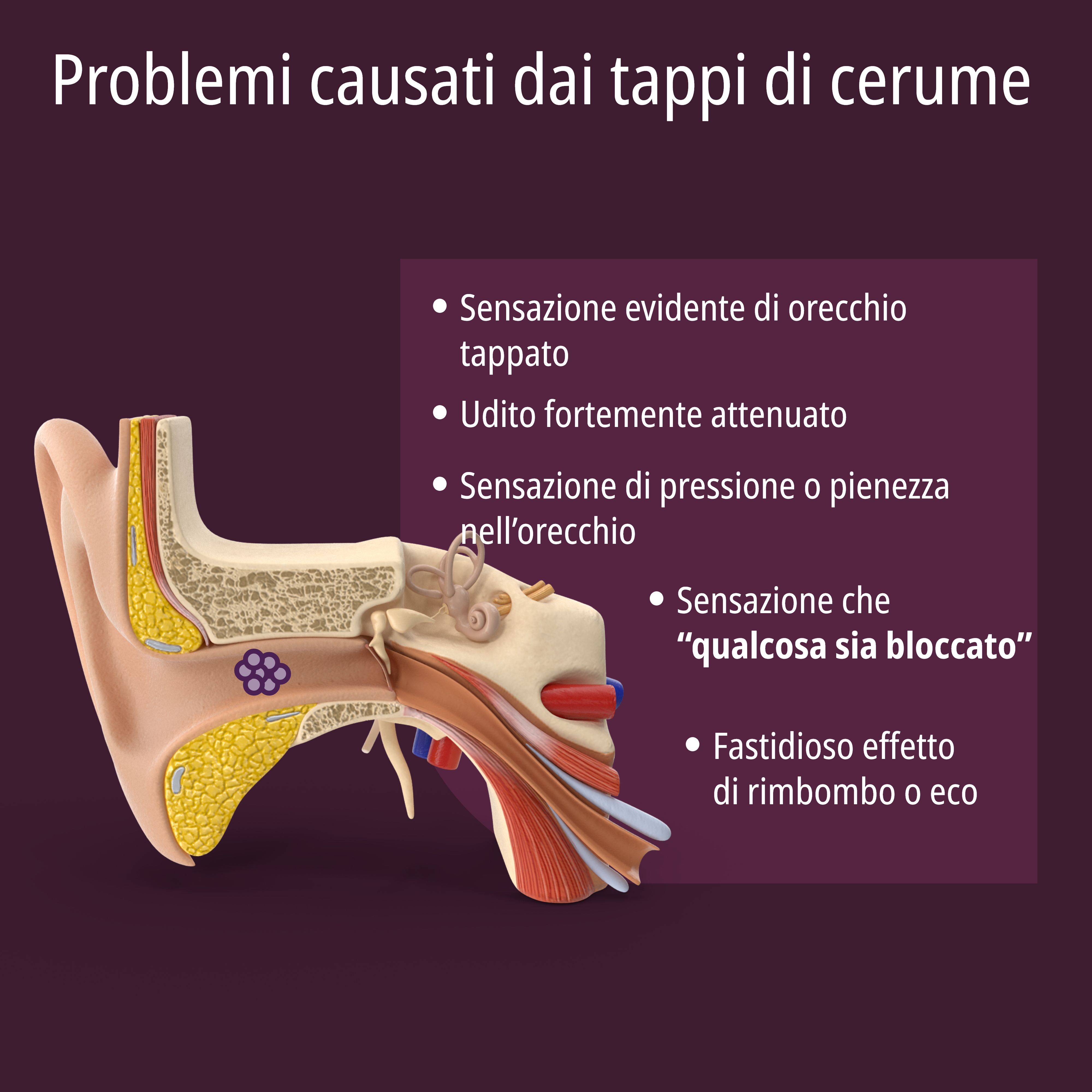 EVOLSIN® Anti-Cerume: anatomia dell'orecchio che mostra il condotto uditivo esterno.