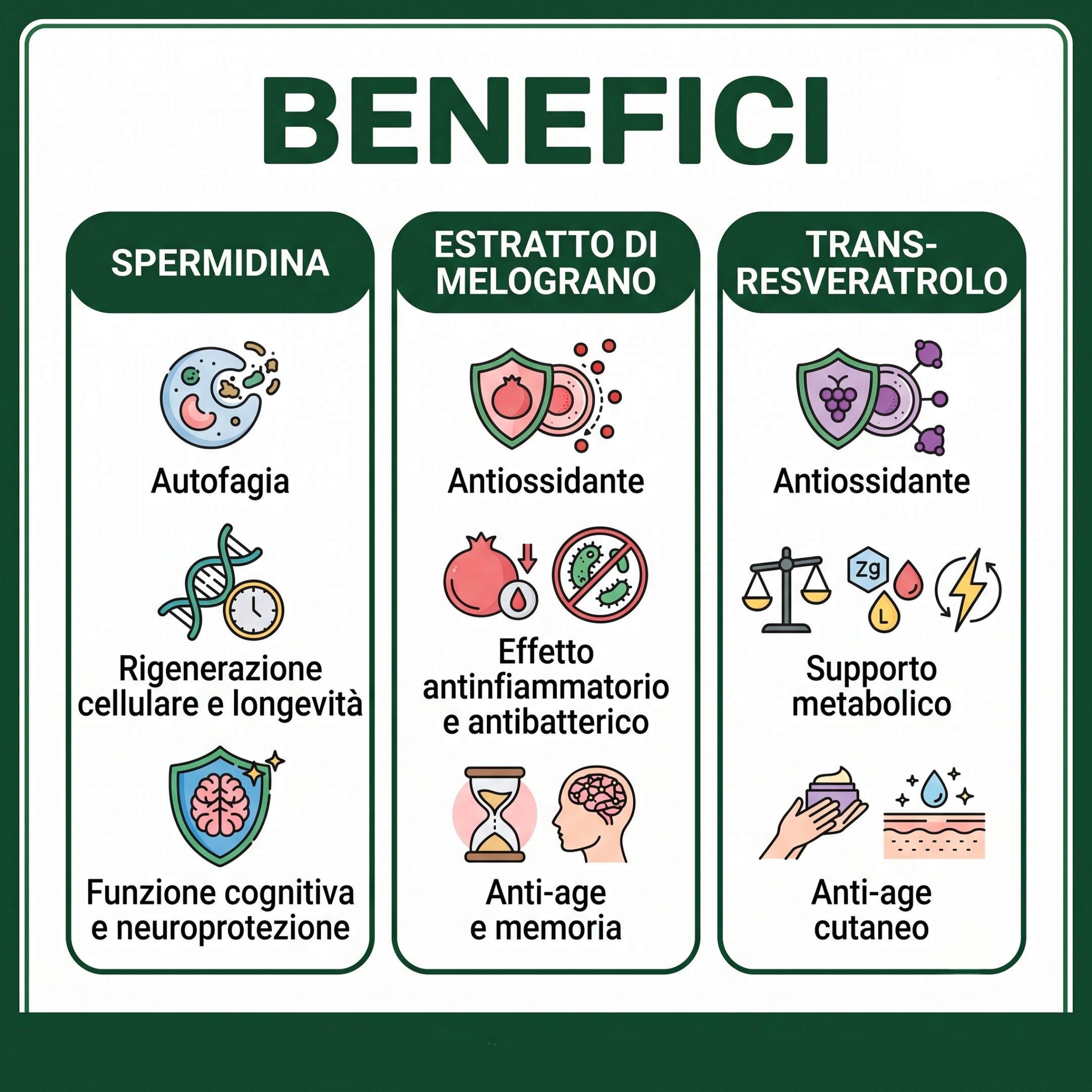Grafica dei benefici di spermidina, melograno, transresveratrolo: autofagia, rigenerazione cellulare, funzione cognitiva, antiossidante, anti-età.