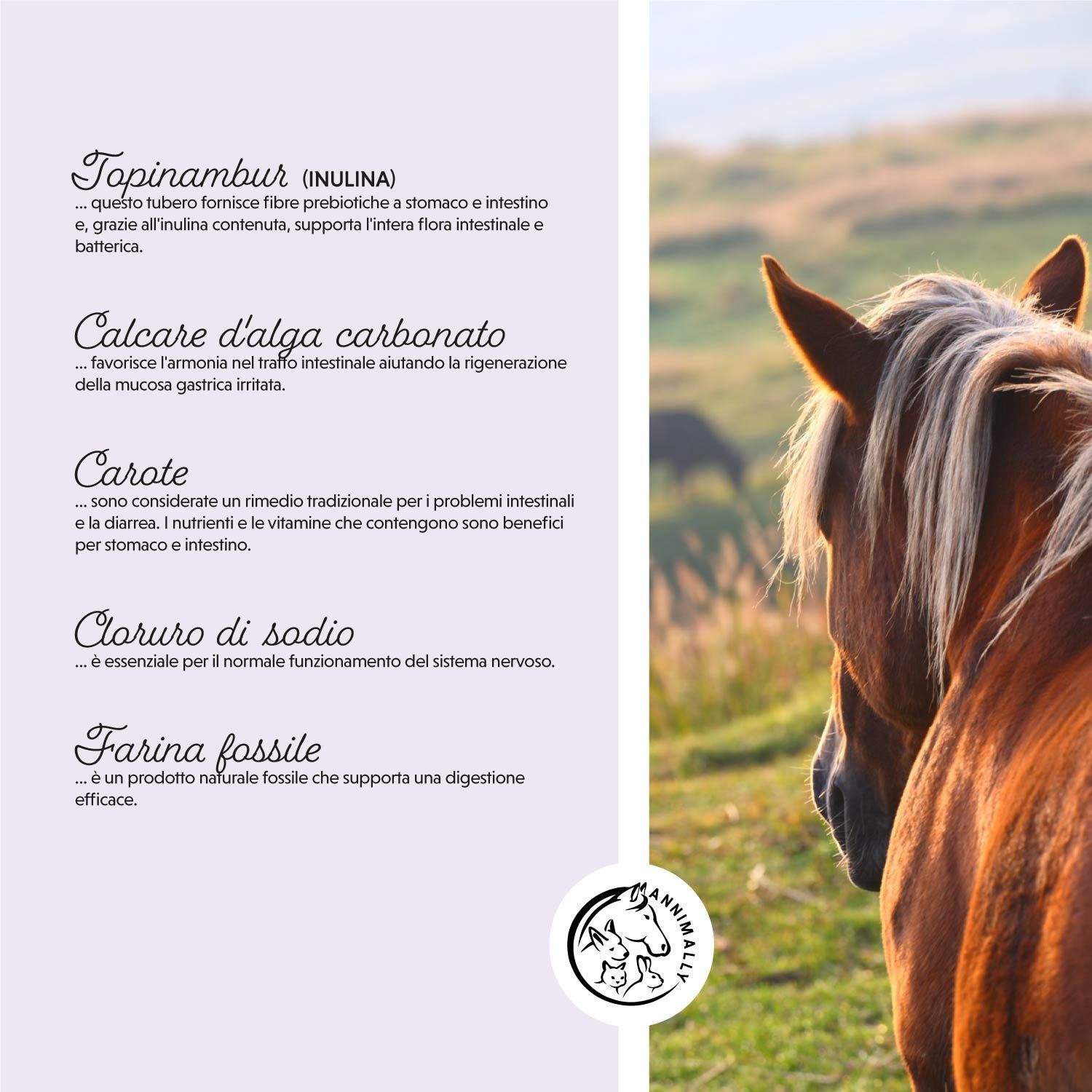 Primo piano di un cavallo. Testo sugli ingredienti: Topinambur, carote, cloruro di sodio, farina fossile.