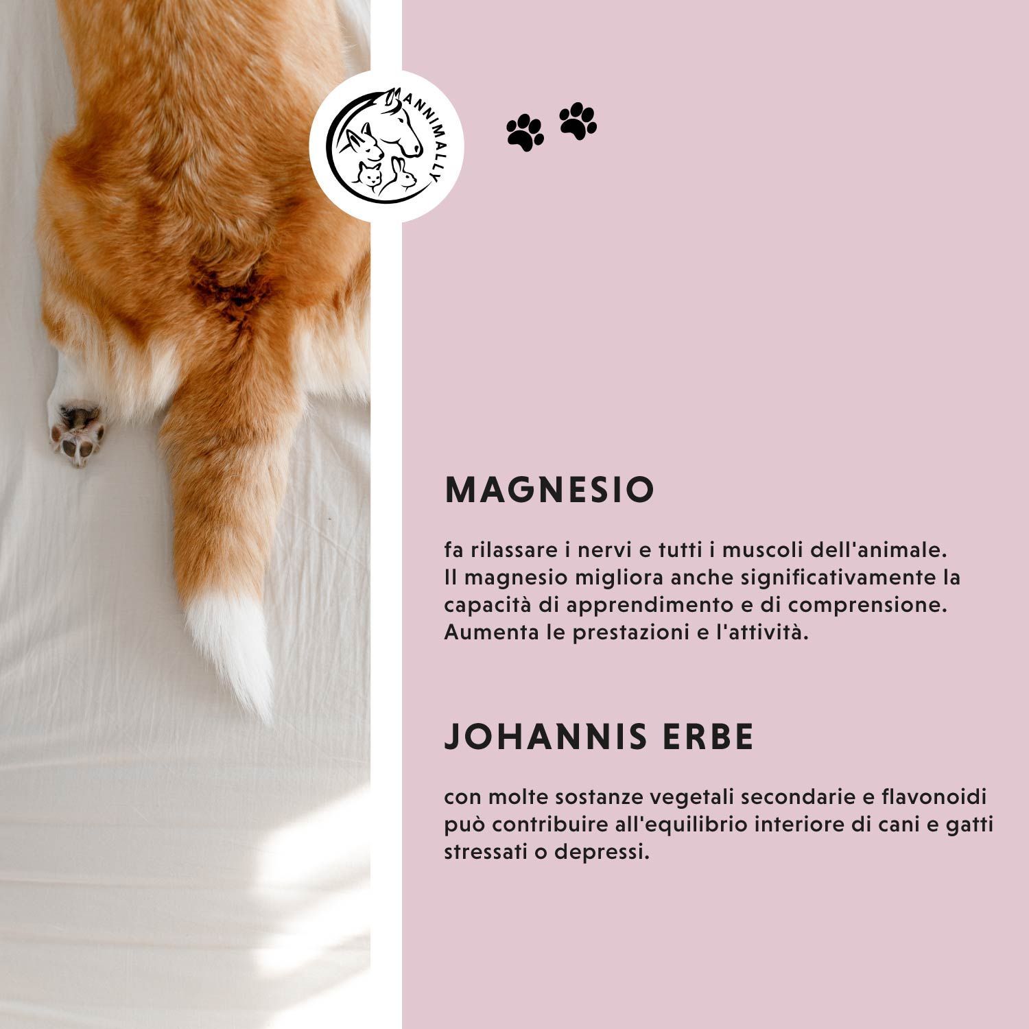 Sfondo con cane. Testo su magnesio e iperico. Logo e impronte di zampe.