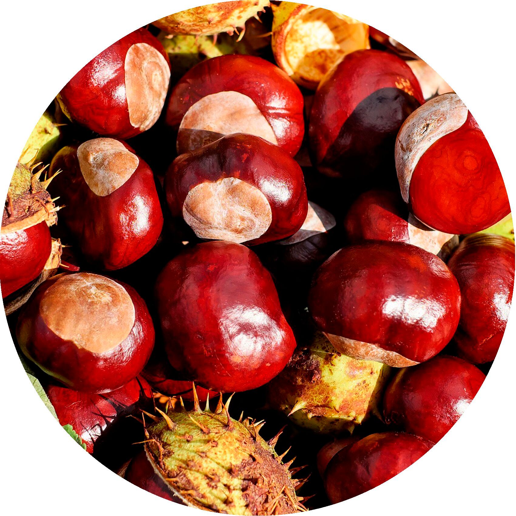 Primo piano di castagne in un cerchio. Frutti rosso-brunastri con gusci spinosi.