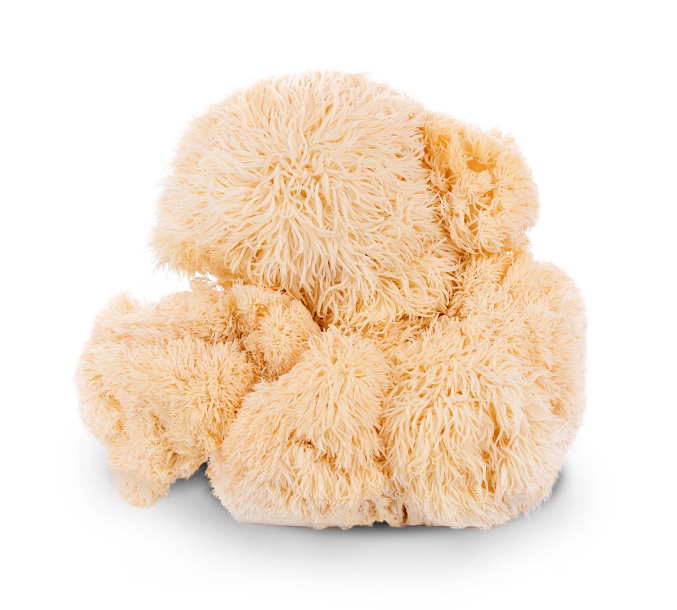 IoBoscoVivo 100% Fungo Lion's Mane in polvere BIO
