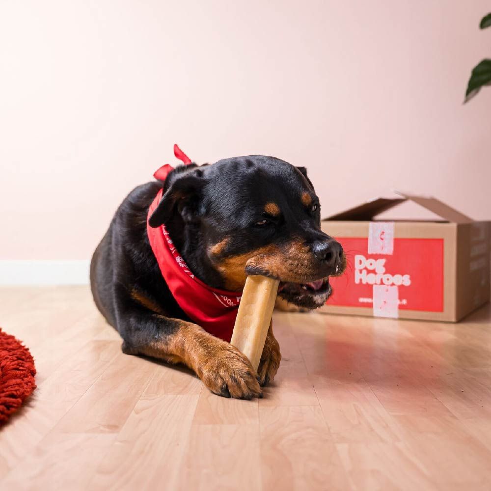 Un cane è sdraiato sul pavimento e mastica una Milk Bar. Il cane indossa un fazzoletto rosso. Una confezione è visibile sullo sfondo.