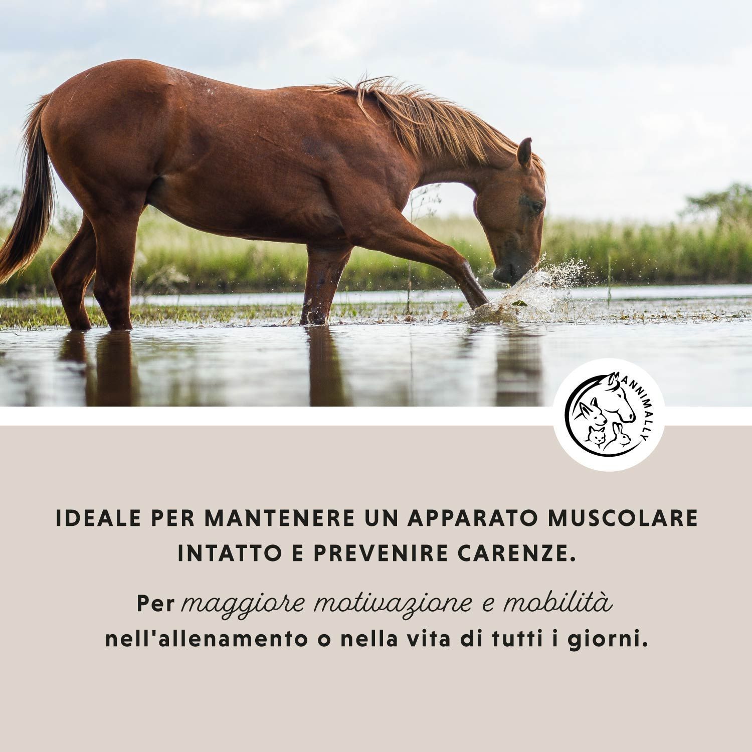 Cavallo nell'acqua. Testo: Ideale per un apparato locomotore intatto. Per maggiore motivazione e mobilità.