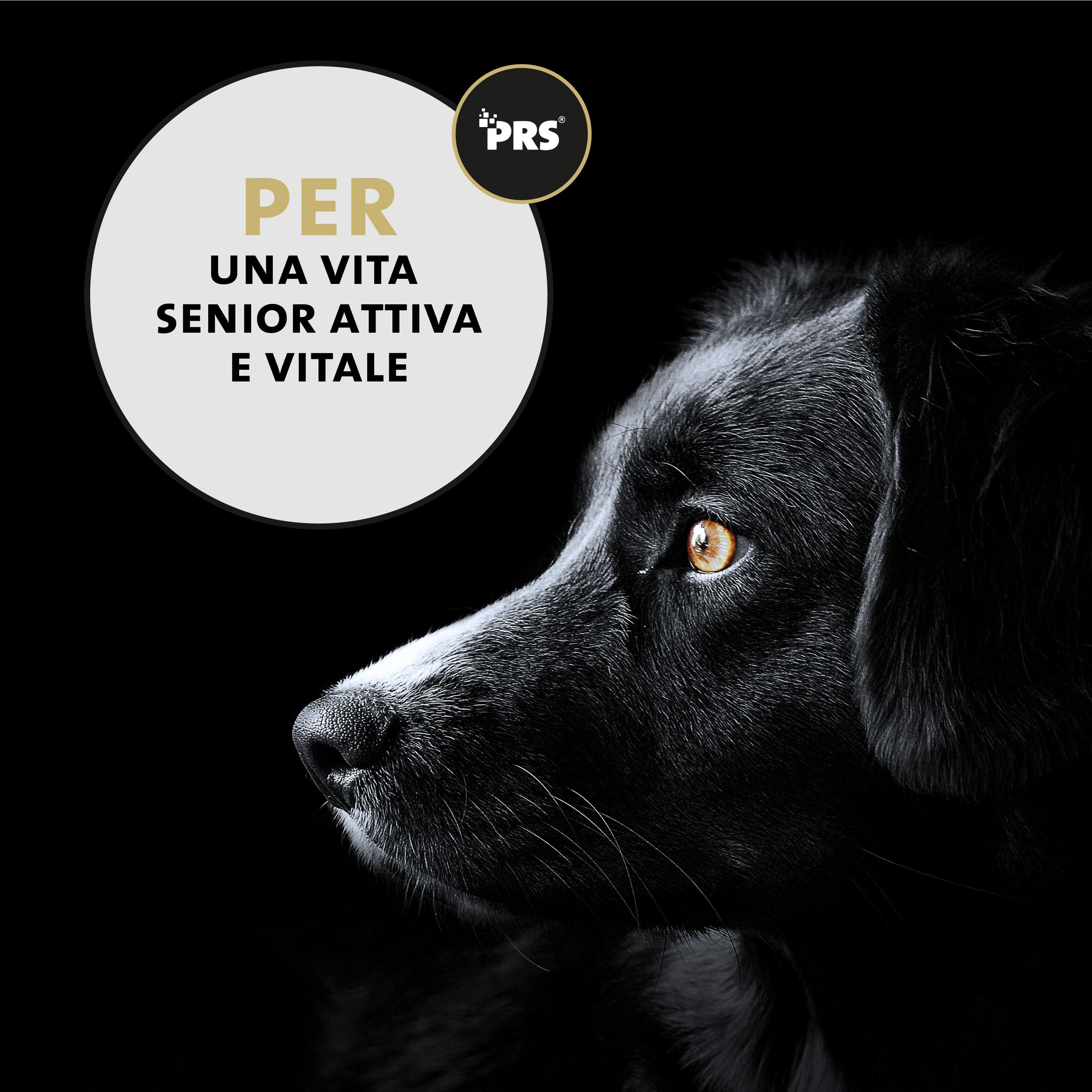 Profilo di un cane nero, Peticare per una vita senior attiva e vitale.