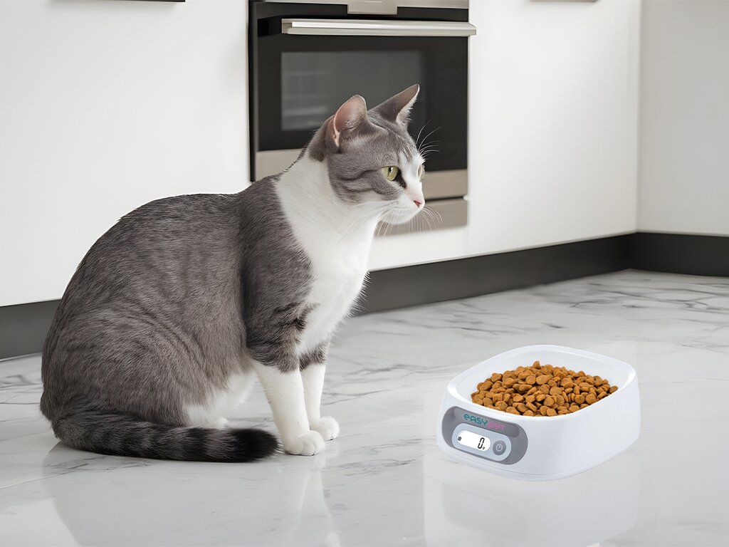Gatto seduto accanto a una ciotola bianca con bilancia integrata, riempita con cibo secco. Il gatto guarda di lato.