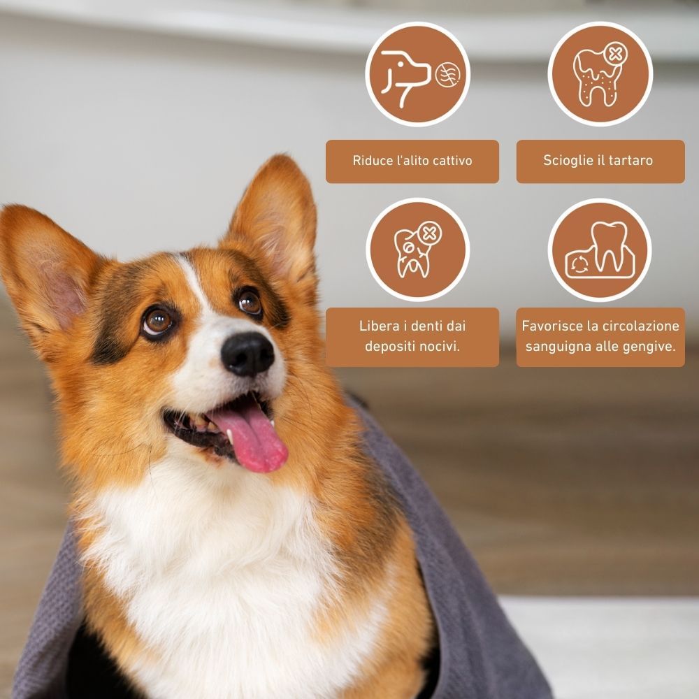 Cane con asciugamano, sguardo verso l'alto. Loghi per l'igiene orale: riduzione alito cattivo, tartaro, depositi, circolazione sanguigna.