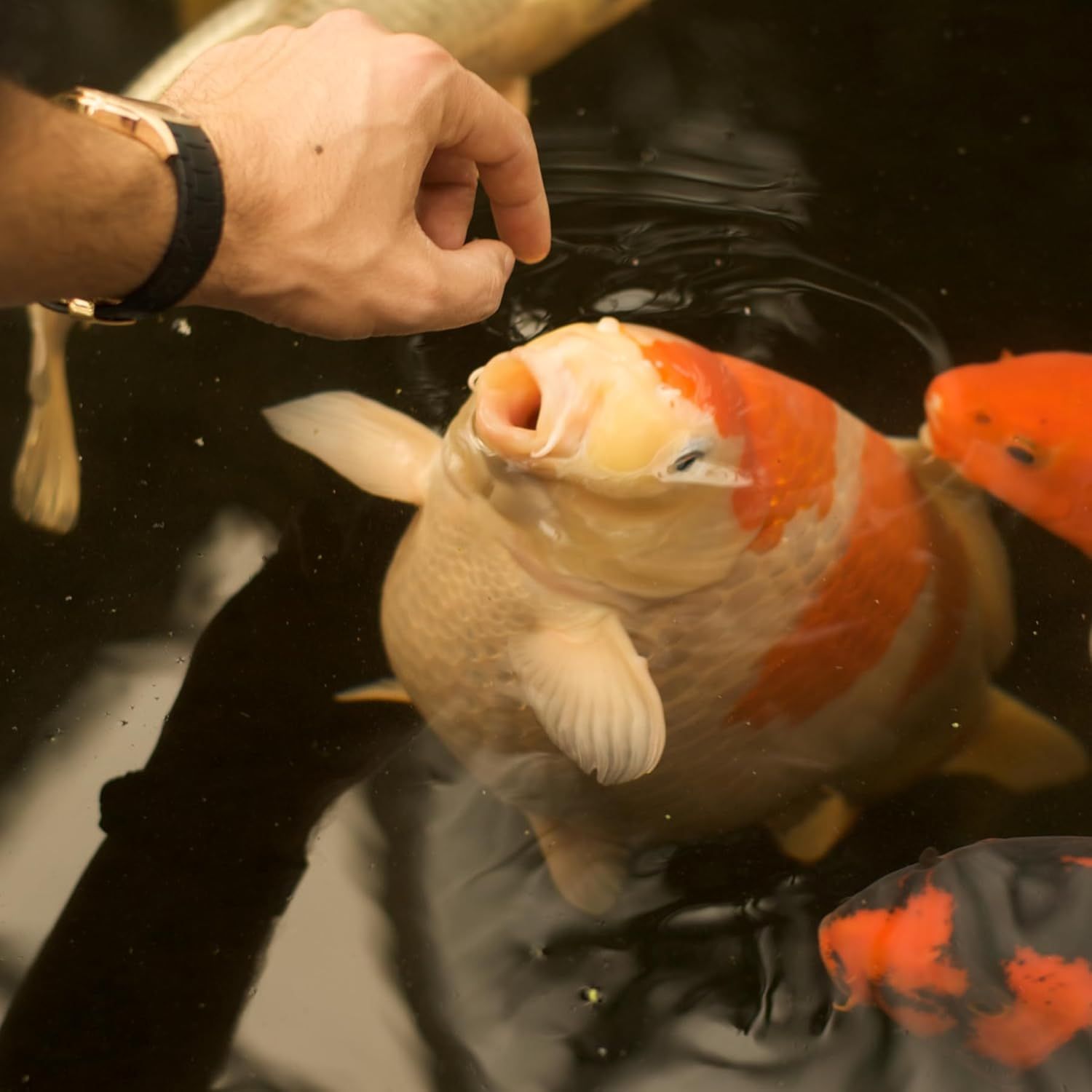 Primo piano di una carpa koi nutrita da una mano. La mano indossa un orologio.