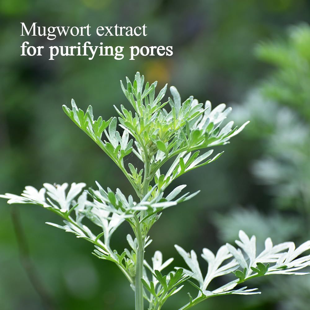 Pianta verde con testo: Mugwort extract for purifying pores.