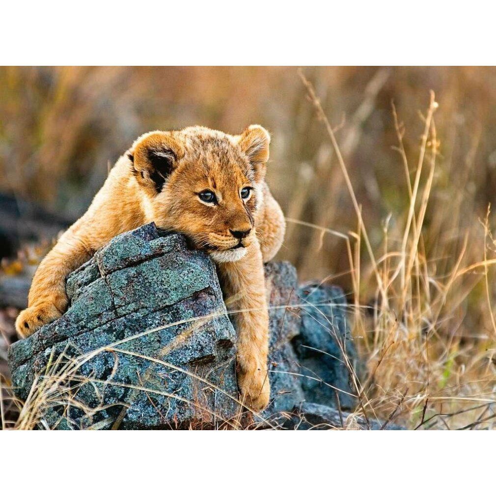 Un cucciolo di leone sdraiato su una roccia. Sfondo: erba e cespugli. Rappresentazione dettagliata dell'animale.