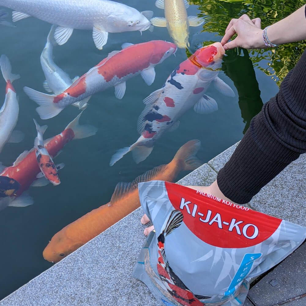 Persona che nutre carpe koi con un sacchetto di mangime per pesci KI-JA-KO. Il sacchetto mostra il logo e un'immagine di koi.
