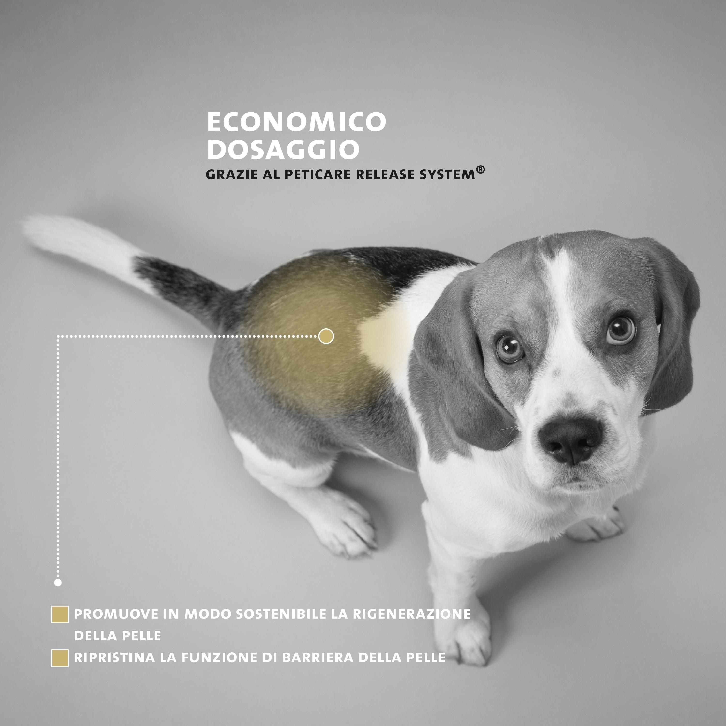 Cane Beagle dall'alto. Zona evidenziata in giallo. Testo: Promuove la rigenerazione della pelle, ripristina la funzione barriera.