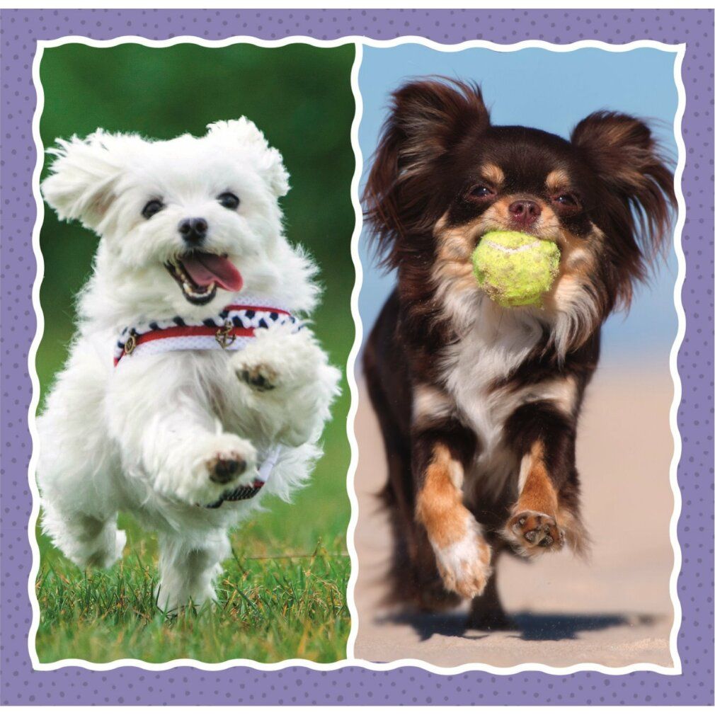 Due immagini di cani. Un cane bianco che corre, un altro con una palla. Cornice viola.