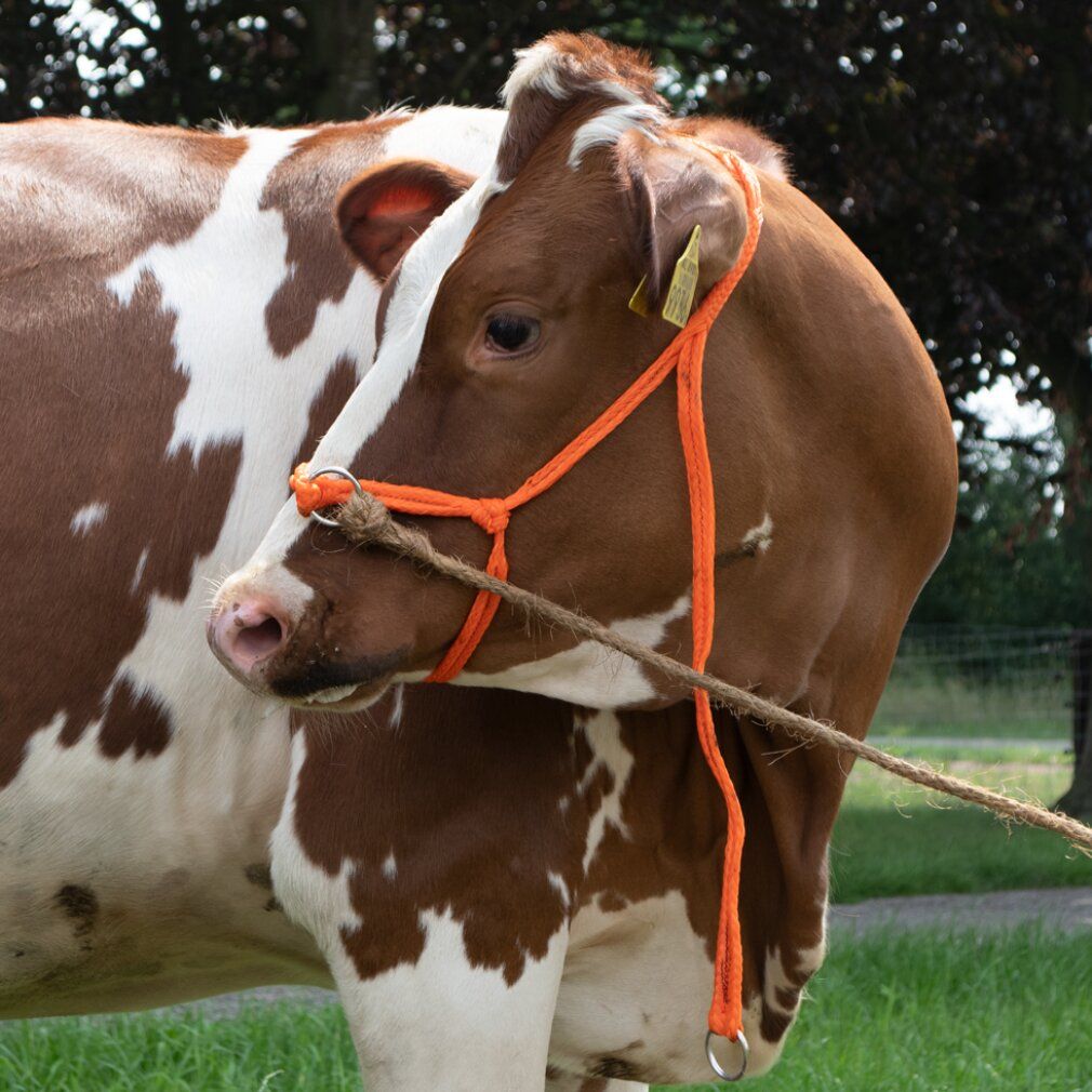 Halter al polpaccio regolabile arancione. Il vitello è marrone e bianco maculato. Targhette gialle.