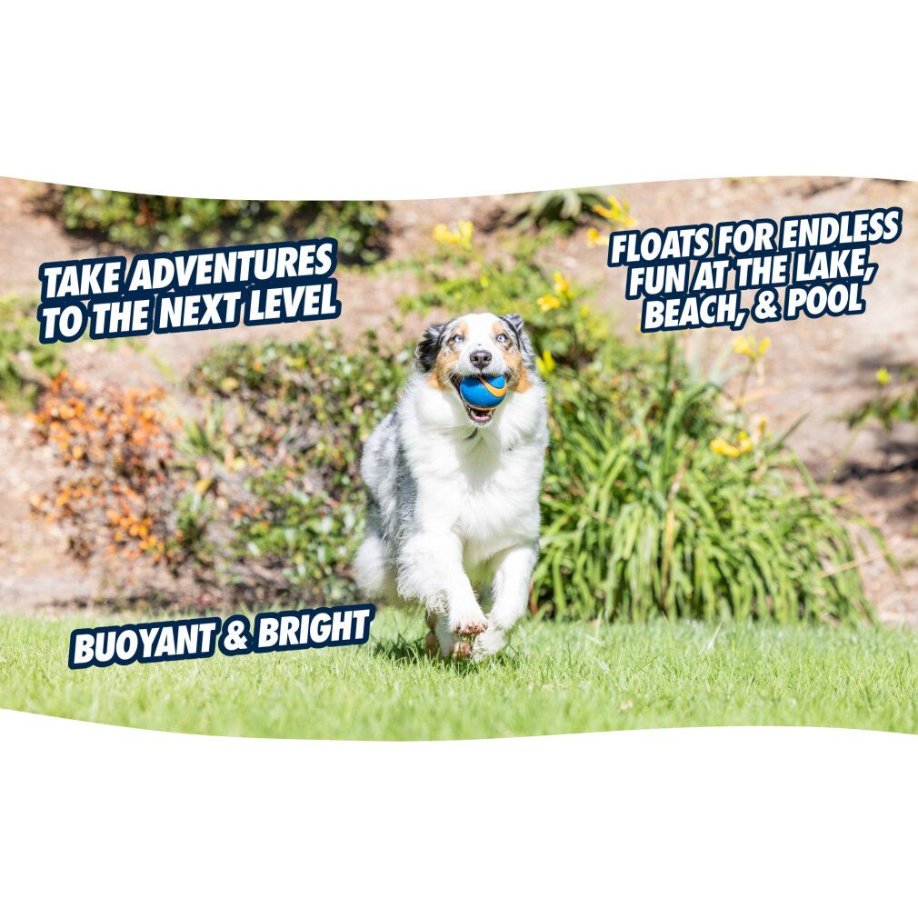 Un cane corre con una palla blu in bocca su un prato. Testo: Take adventures to the next level. Buoyant & bright.