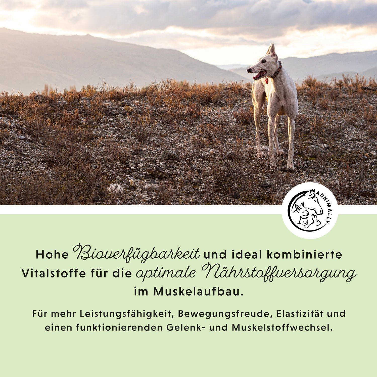 Cane su una collina. Testo: Elevata biodisponibilità e nutrienti vitali combinati in modo ideale per un'alimentazione muscolare ottimale. Per maggiori prestazioni.