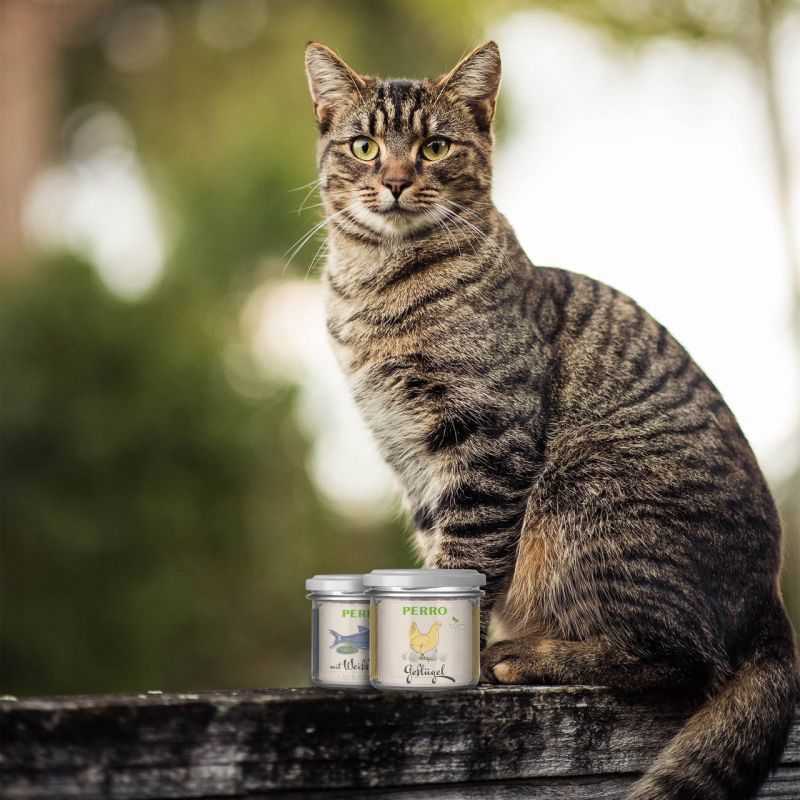 Gatto seduto davanti a una staccionata di legno. Due vasetti con logo PERRO e illustrazioni.