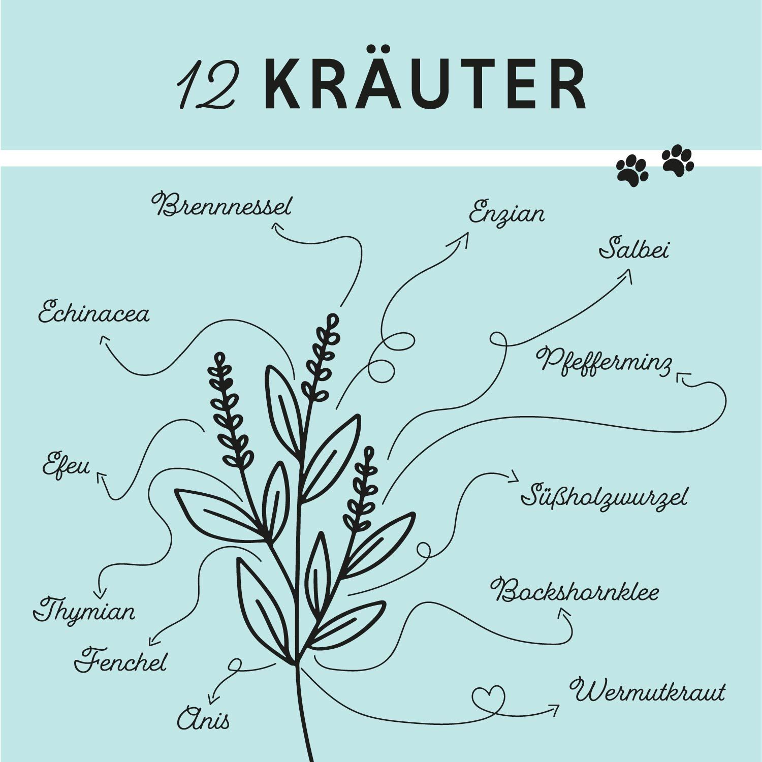 Grafica con 12 erbe. Frecce che puntano alle erbe. Testo: 12 erbe.