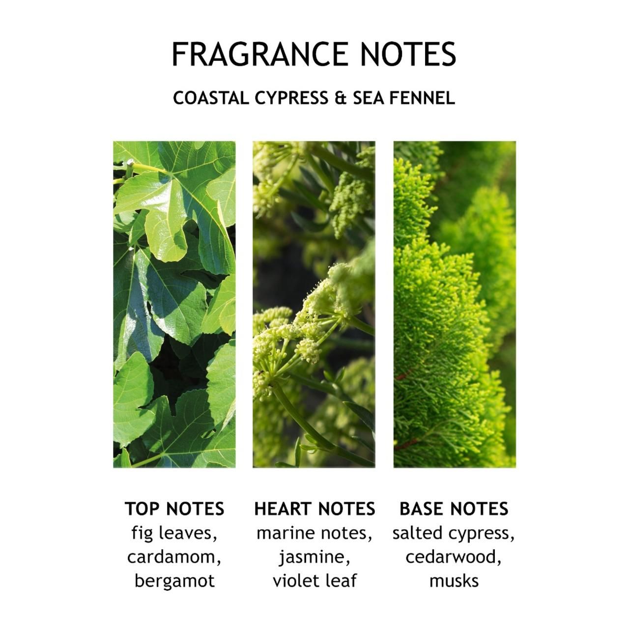 Note di fragranza: Coastal Cypress & Sea Fennel. Tre immagini: foglie di fico, note marine, cipresso salato. Testo: Top Notes, Heart Notes, Base Notes.