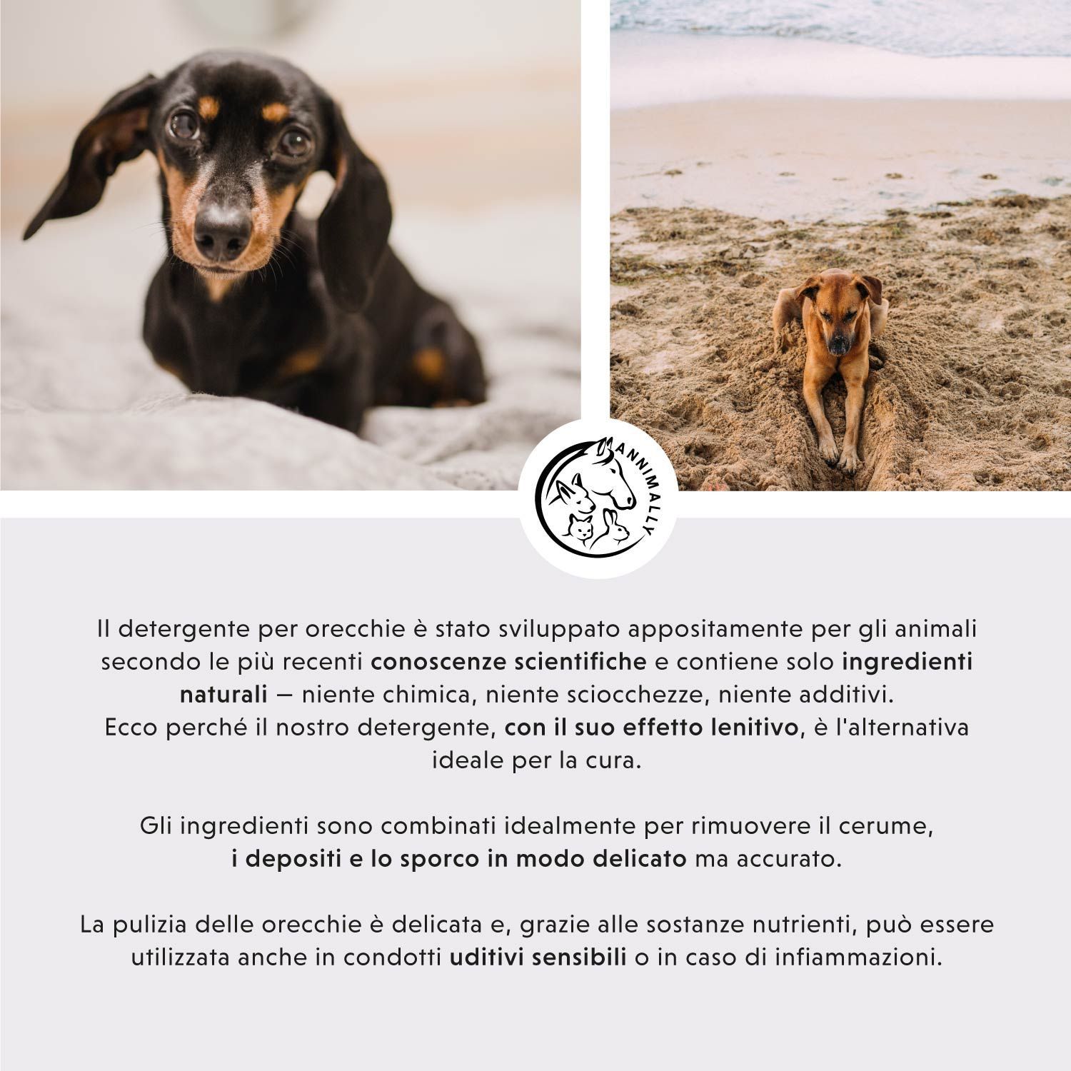 Due cani su superfici diverse. Testo sugli ingredienti e l'uso. Logo. Descrizione del prodotto.